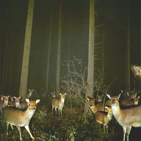 動物たちが秘密を見られてカメラに反応してる写真