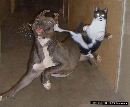 本当は仲良し？犬と猫が喧嘩している写真
