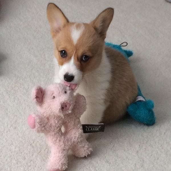 コーギー犬のやっぱり可愛い写真
