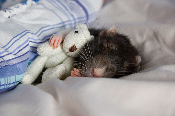 ぬいぐるみと眠る可愛い動物たちの写真