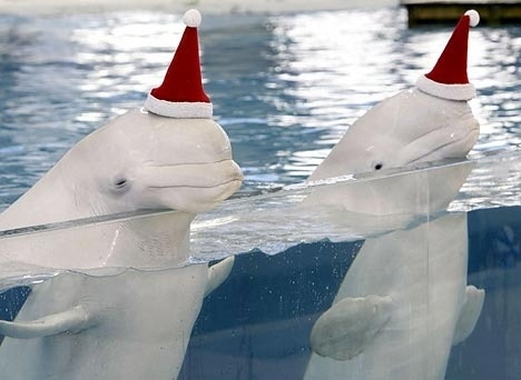 シロイルカの人懐っこさが可愛すぎる写真