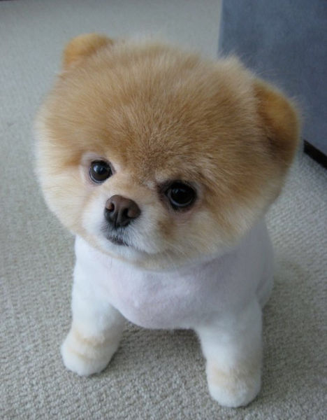 世界一可愛い子犬のBoo