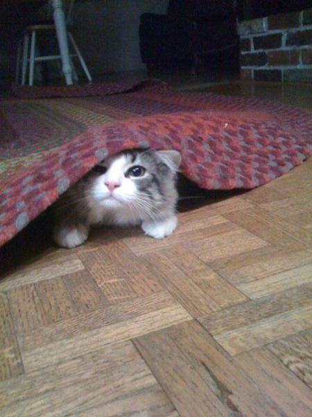 猫や犬の視線を感じる画像