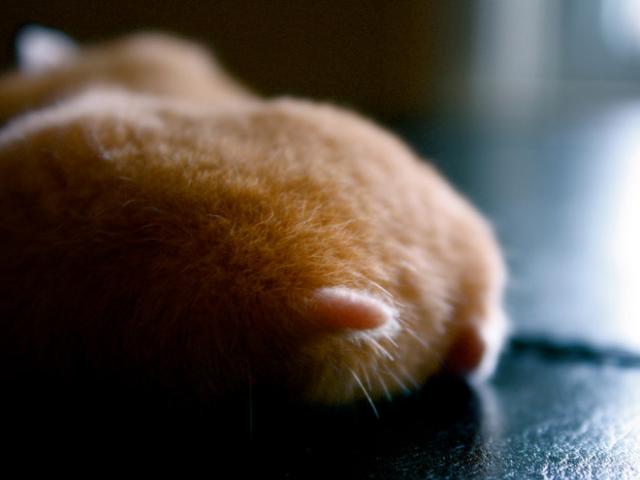 ハムスターのお尻（ハムケツ）は、本当に可愛すぎる写真