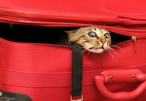 猫のかくれんぼ