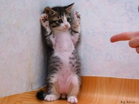 マジで可愛すぎる癒される猫の画像