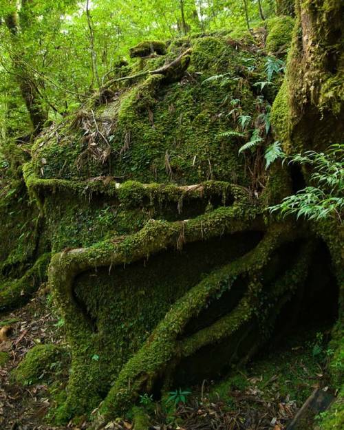 屋久島の神秘的自然が美しすぎる写真