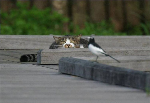 猫に狙われた完全ロックオンされた写真