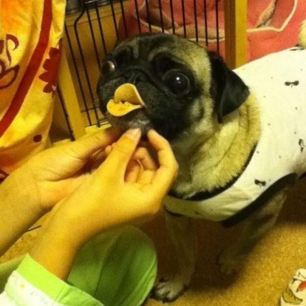 動物たちの可愛すぎる画像