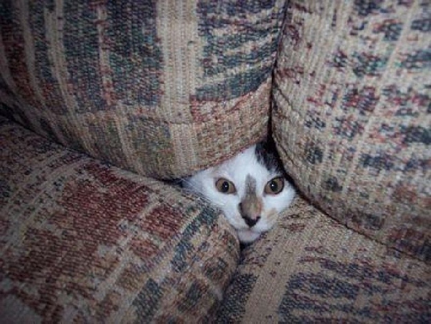 猫のかくれんぼ