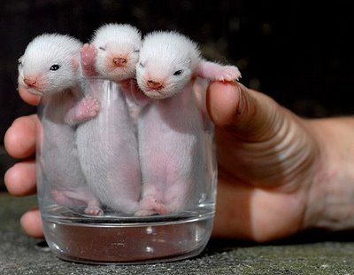そのまま飲み干したくなるカップ入り動物の写真
