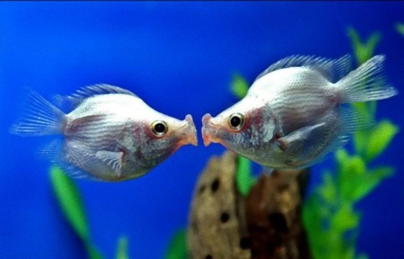 動物たちがキスする写真