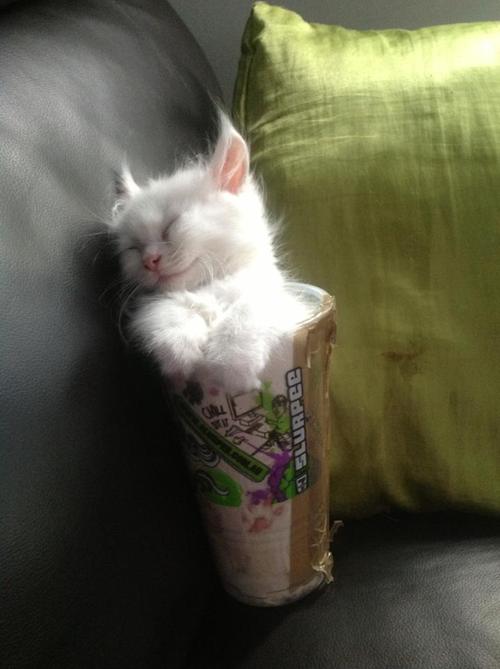 そのまま飲み干したくなるカップ入り動物の写真