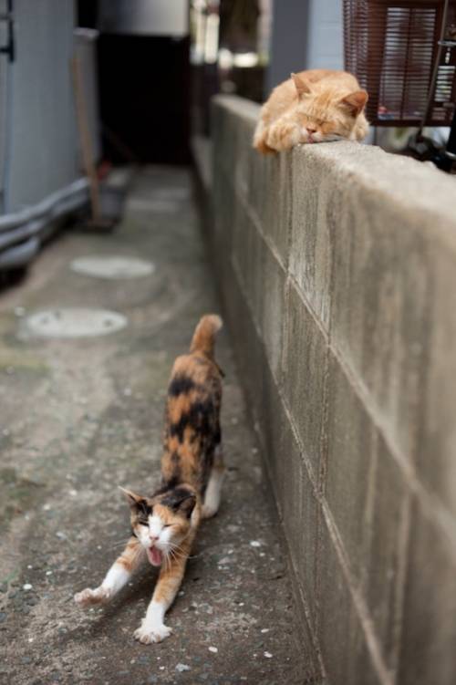 福岡にあった猫の島の写真