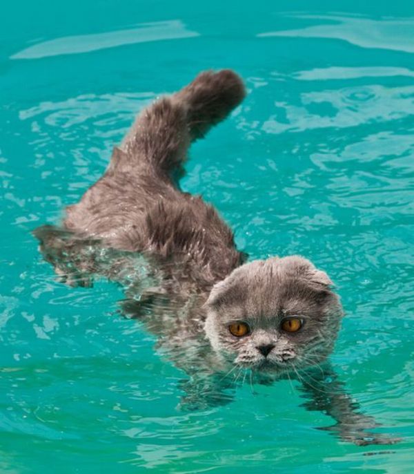 猫は水が苦手は嘘？？水泳を楽しんでいるかもしれない可愛い猫達の写真