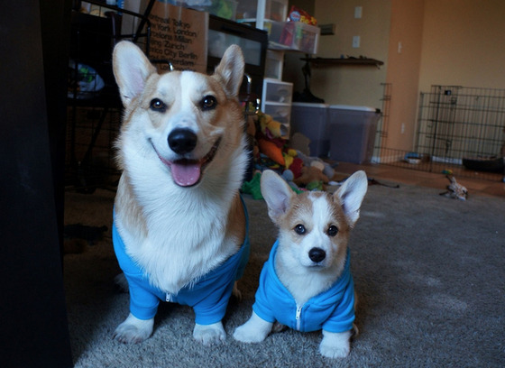コーギー犬が可愛すぎてやばい写真