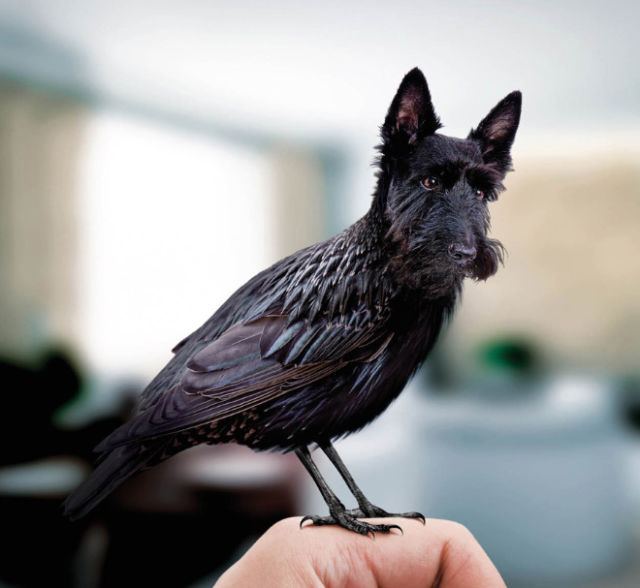 犬と鳥を混ぜるとコレジャナイ感が半端ないことが判明した写真