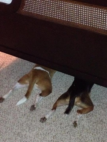 犬さんは、隠れるのが苦手！！と実感する写真