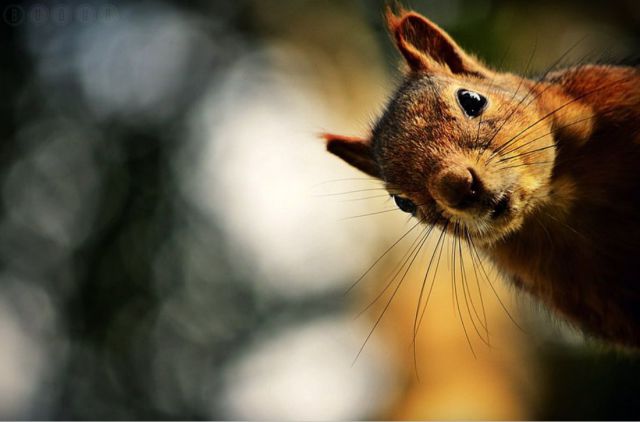 見ているだけで興奮してくる可愛い動物の画像