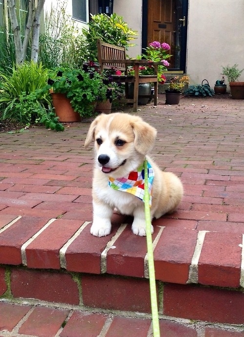 コーギー犬のやっぱり可愛い写真