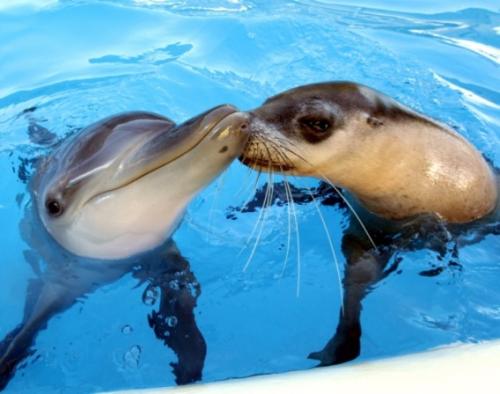仲良しの動物カップルたちが可愛すぎる写真