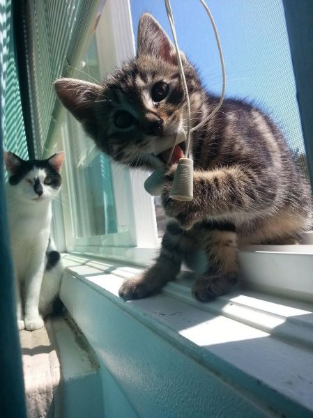 動物たちの本当に可愛らしい写真
