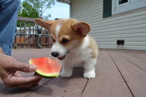 コーギー犬が可愛すぎてやばい写真