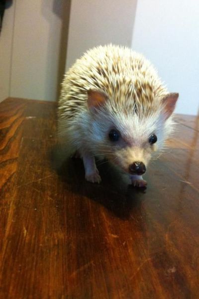 動物たちの可愛すぎる画像