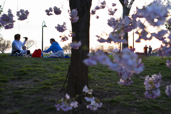 世界に咲く桜 