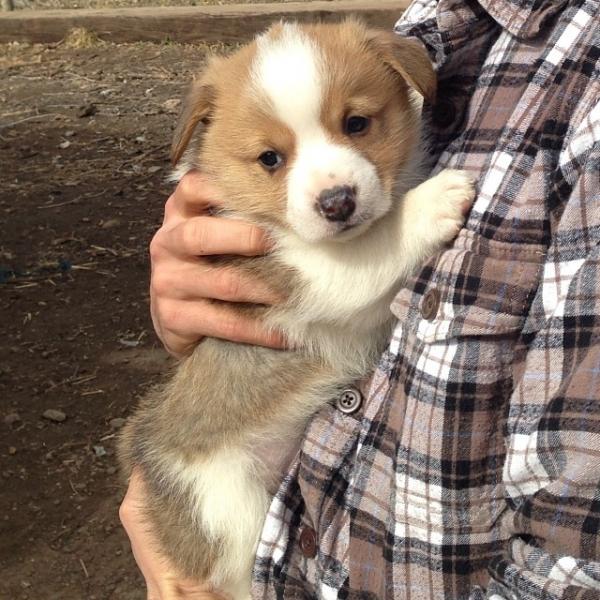 コーギー犬が本当に可愛すぎる写真