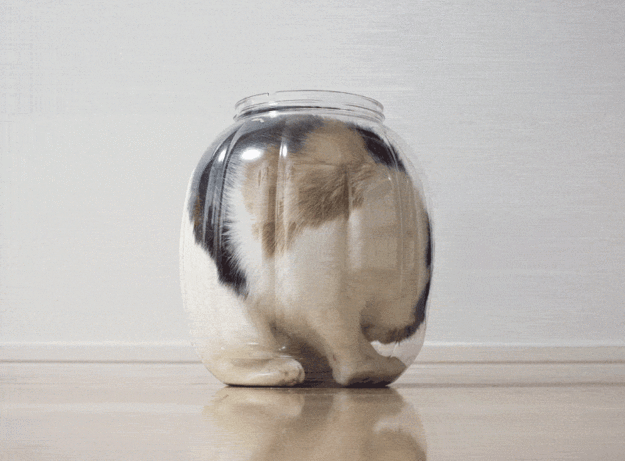 まるで液体のようなネコの写真