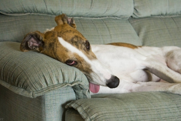 ものすごくだらしない犬の表情の写真
