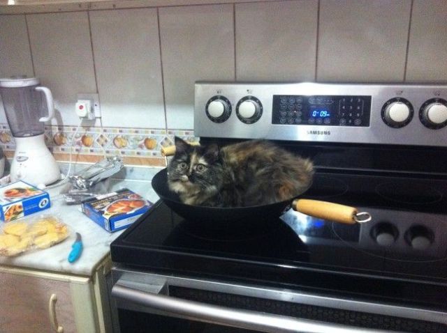キュン死しちゃいそうな可愛い動物の写真