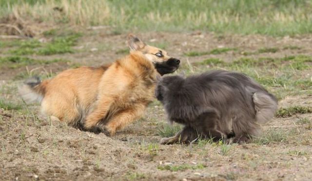 見ていると幸せになれる可愛い動物たちの写真