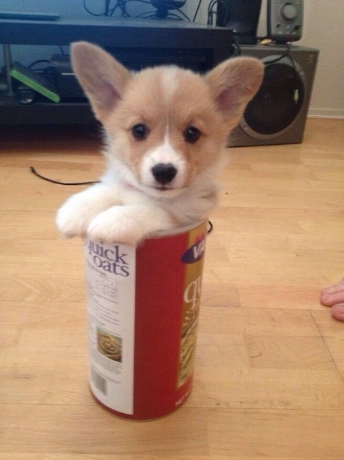 コーギー犬のやっぱり可愛い写真