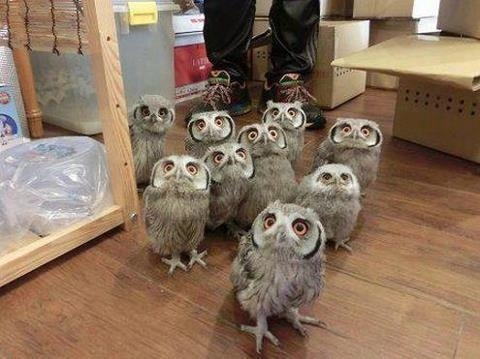 「ふくろう」の可愛らしい風貌の写真