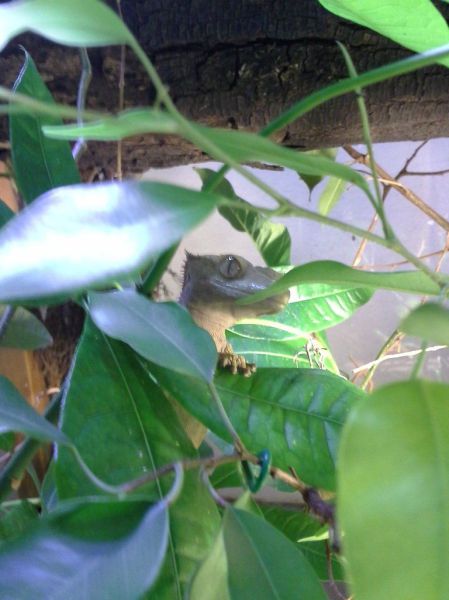 見ているだけで興奮してくる可愛い動物の画像