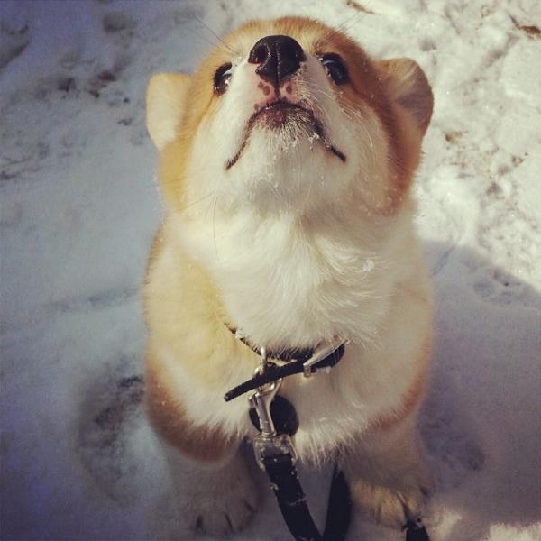 コーギー犬のやっぱり可愛い写真