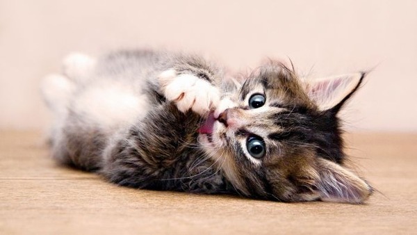 あまりの可愛さに驚くかわいい子猫の画像