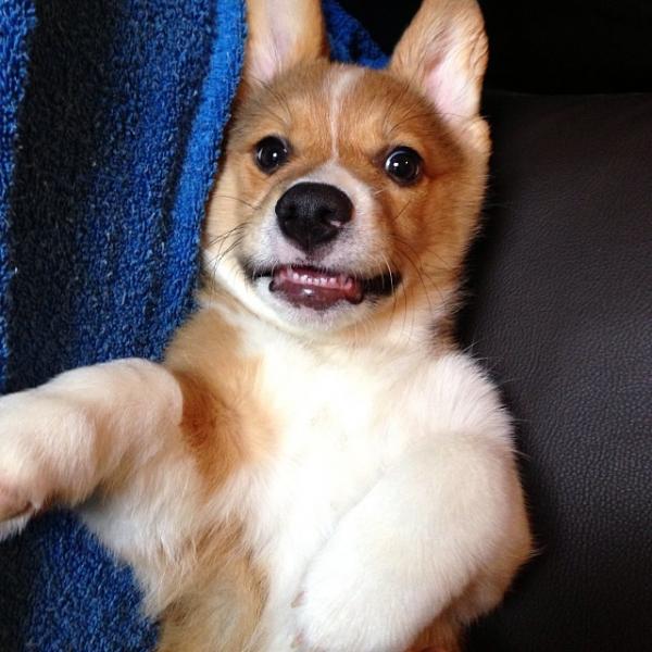 コーギー犬のやっぱり可愛い写真