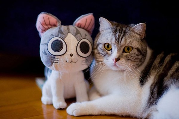 可愛いぬいぐるみと遊ぶ動物たちの写真