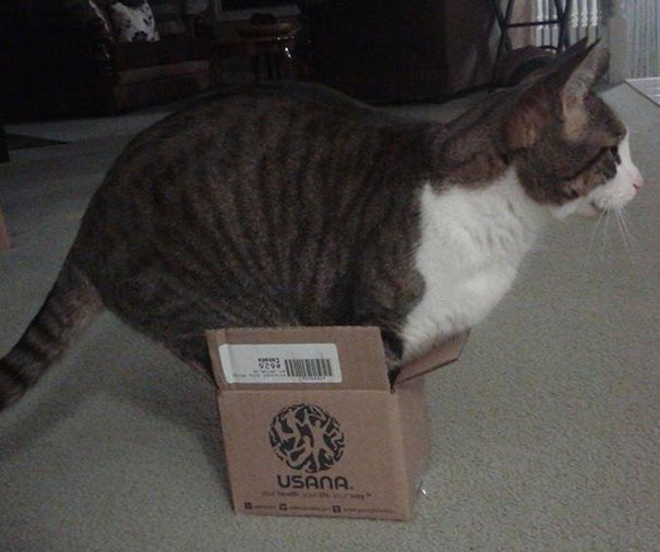 どんな隙間にもフィットしてしまう猫の写真