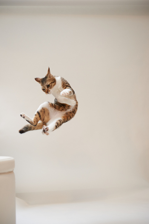 本当に可愛すぎる猫の画像