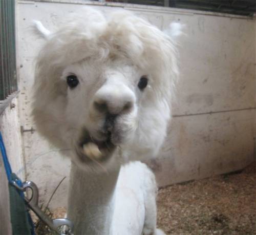 ヘアカットで失敗した惨めな動物たち