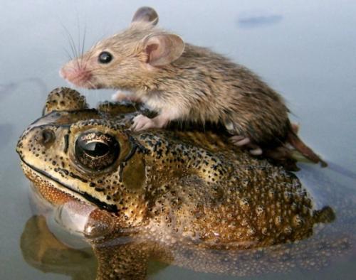 仲良しの動物カップルたちが可愛すぎる写真