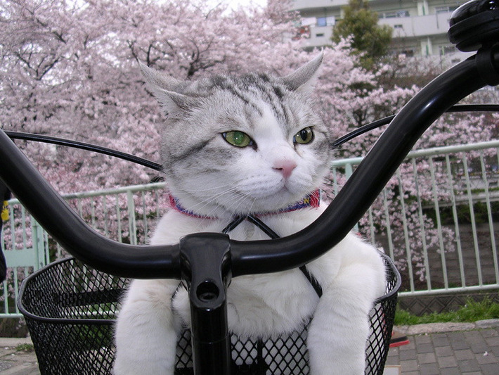 本当に可愛い猫の写真
