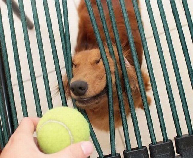 見ているだけで興奮してくる可愛い動物の画像
