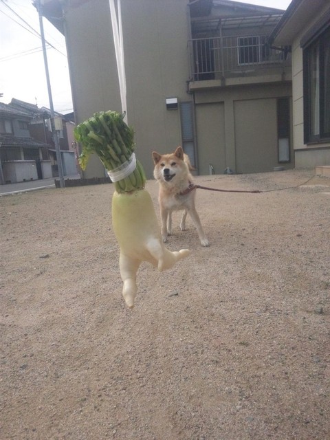 走る大根
