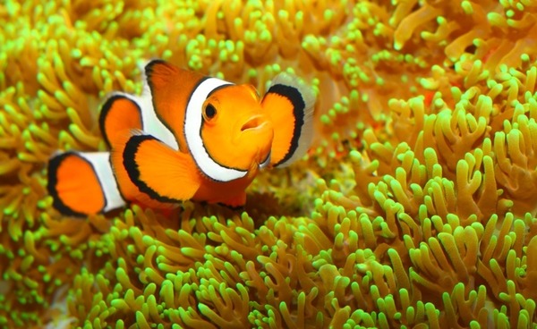 ちょこっとブサイクだけど愛嬌があって美しい魚の写真