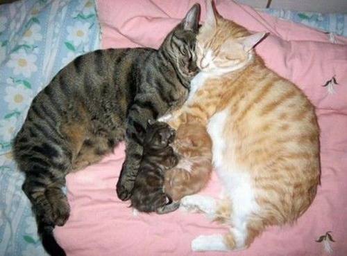 癒される可愛い動物たちの写真